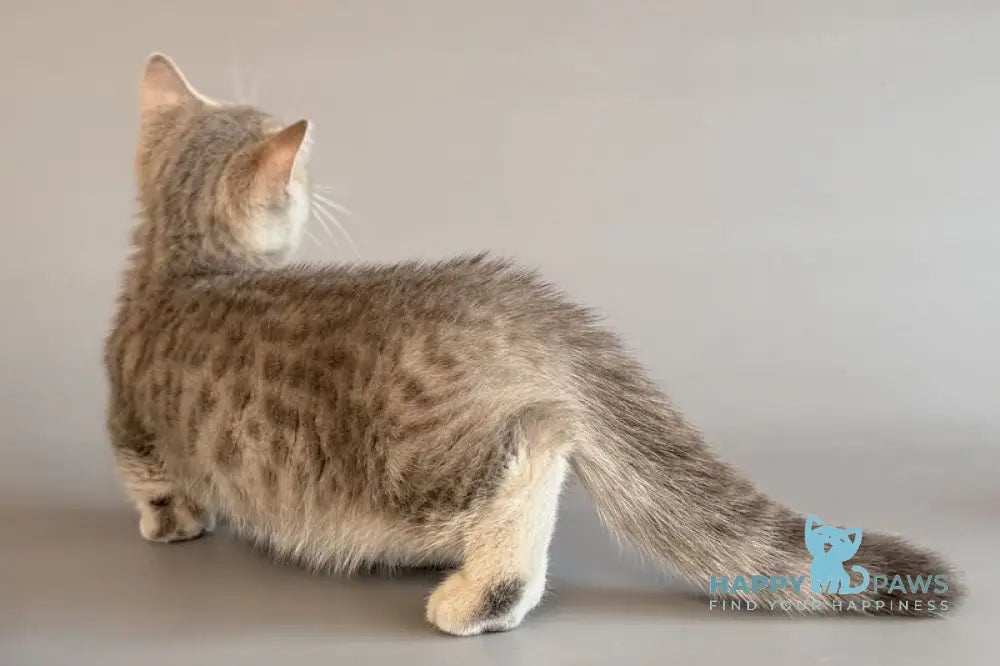 Sable Munchkin female blue golden spotted tabby live animals