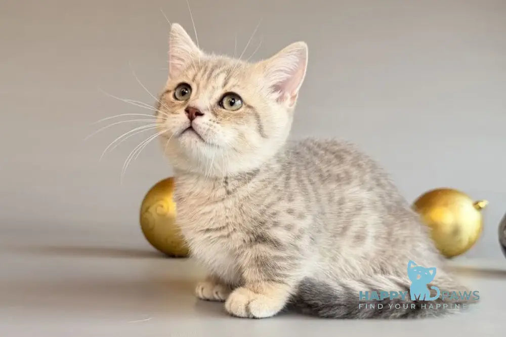 Sable Munchkin female blue golden spotted tabby live animals