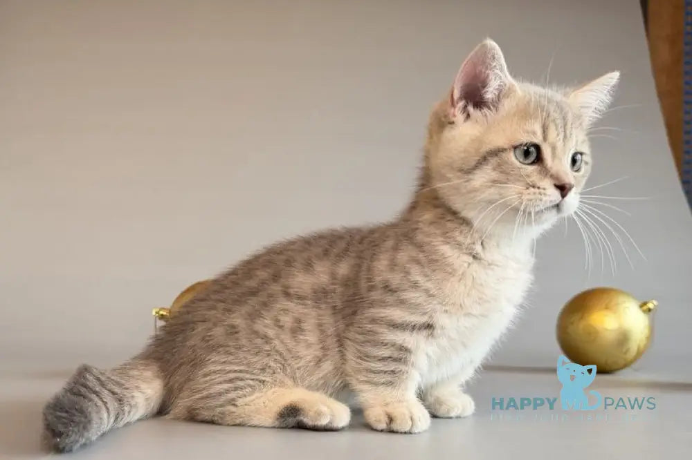 Sable Munchkin female blue golden spotted tabby live animals