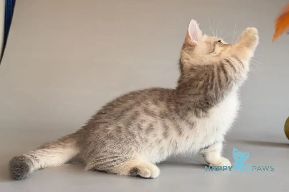 Sable Munchkin female blue golden spotted tabby live animals