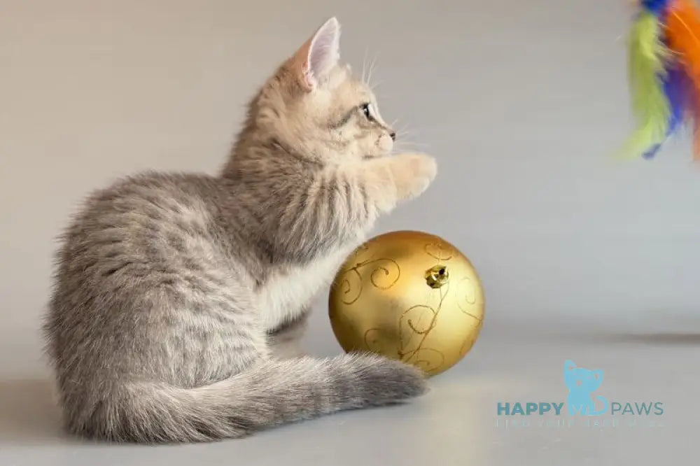 Sable Munchkin female blue golden spotted tabby live animals