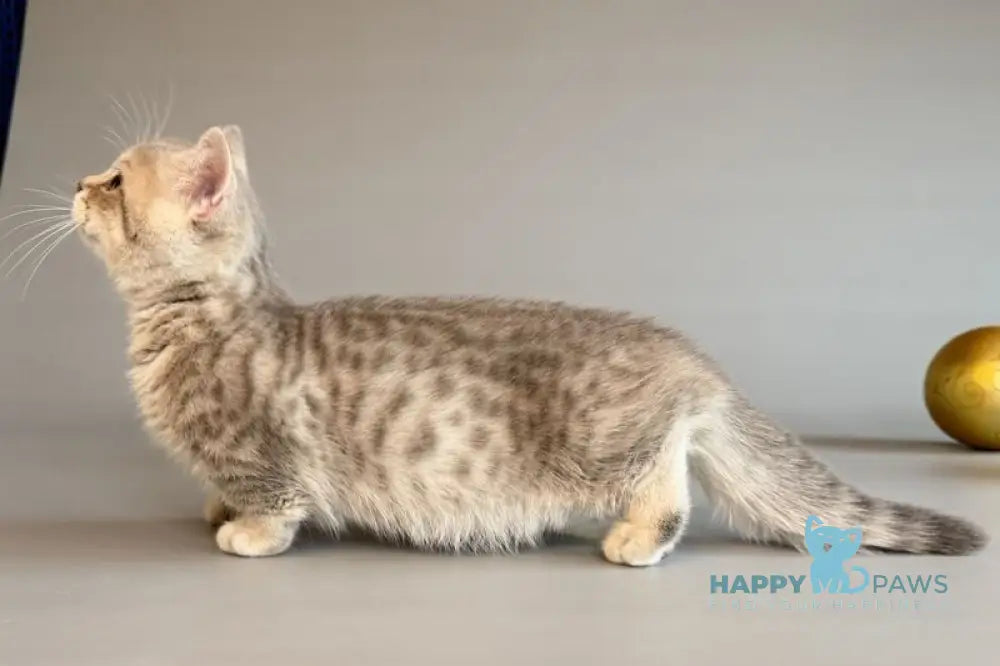 Sable Munchkin female blue golden spotted tabby live animals