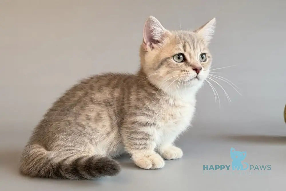 Sable Munchkin female blue golden spotted tabby live animals