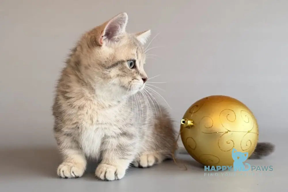 Sable Munchkin female blue golden spotted tabby live animals