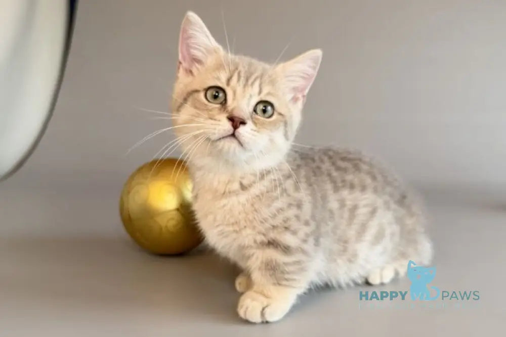 Sable Munchkin female blue golden spotted tabby live animals