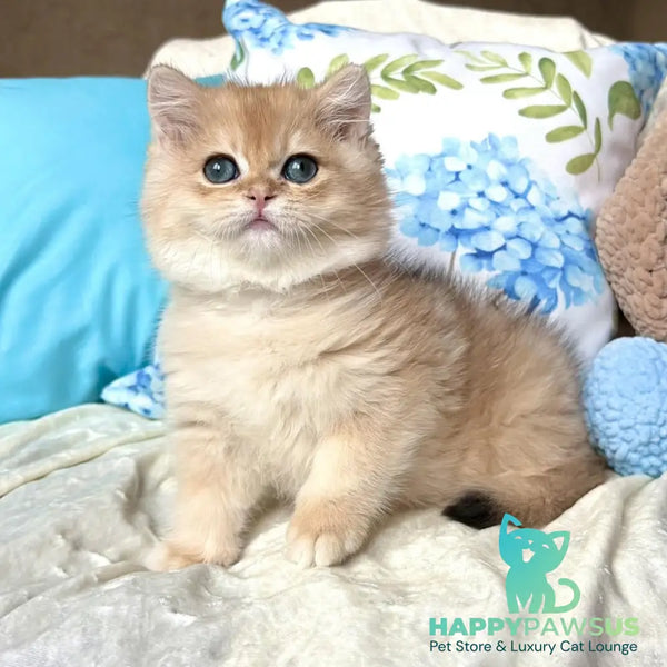 Sabrina British Shorthair female black golden chinchilla - live animals