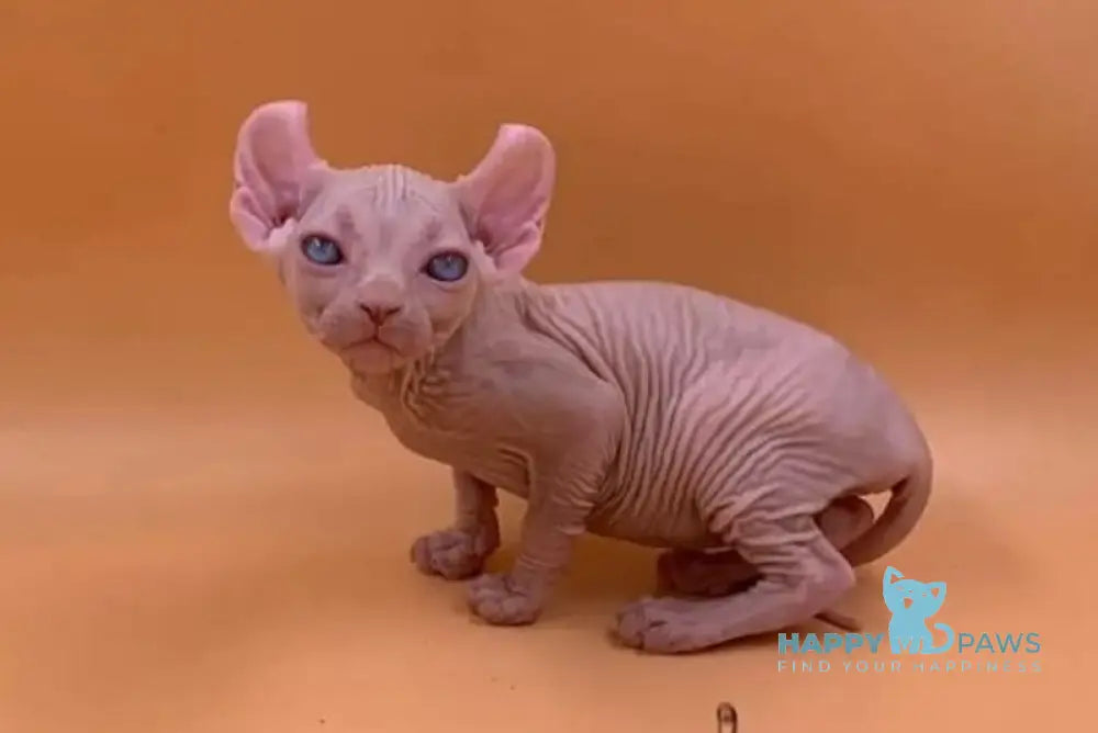 Sabrina Elf female white live animals