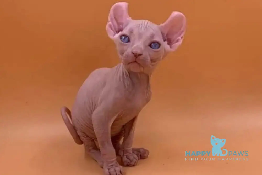 Sabrina Elf female white live animals