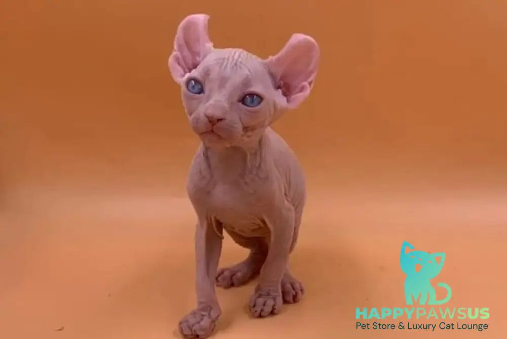 Sabrina Elf female white live animals