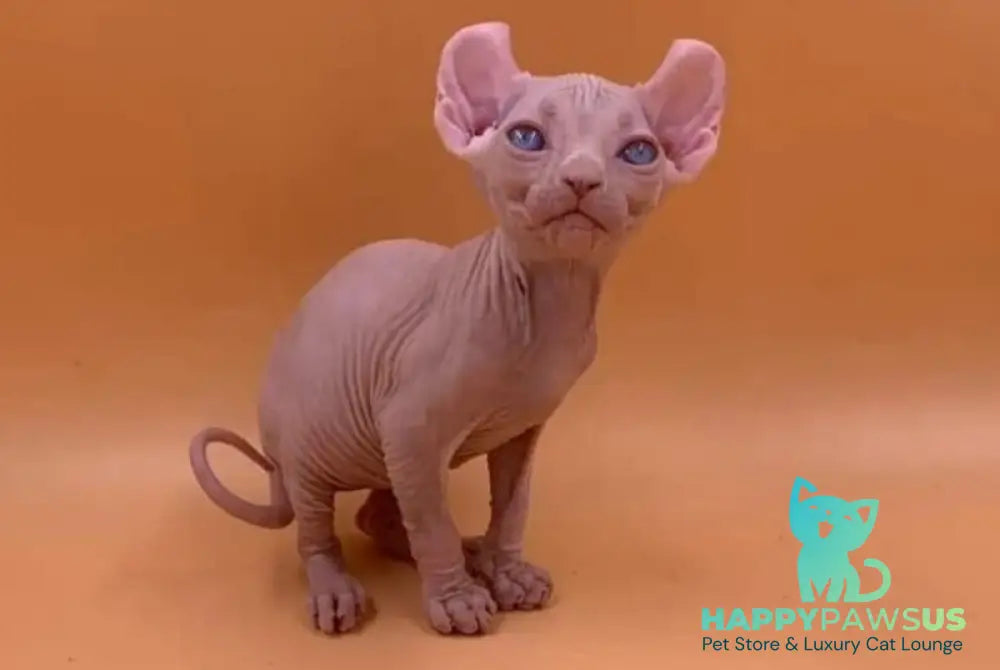 Sabrina Elf female white live animals