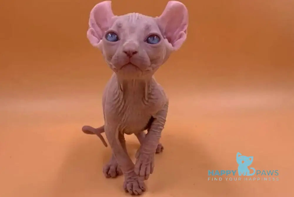 Sabrina Elf female white live animals