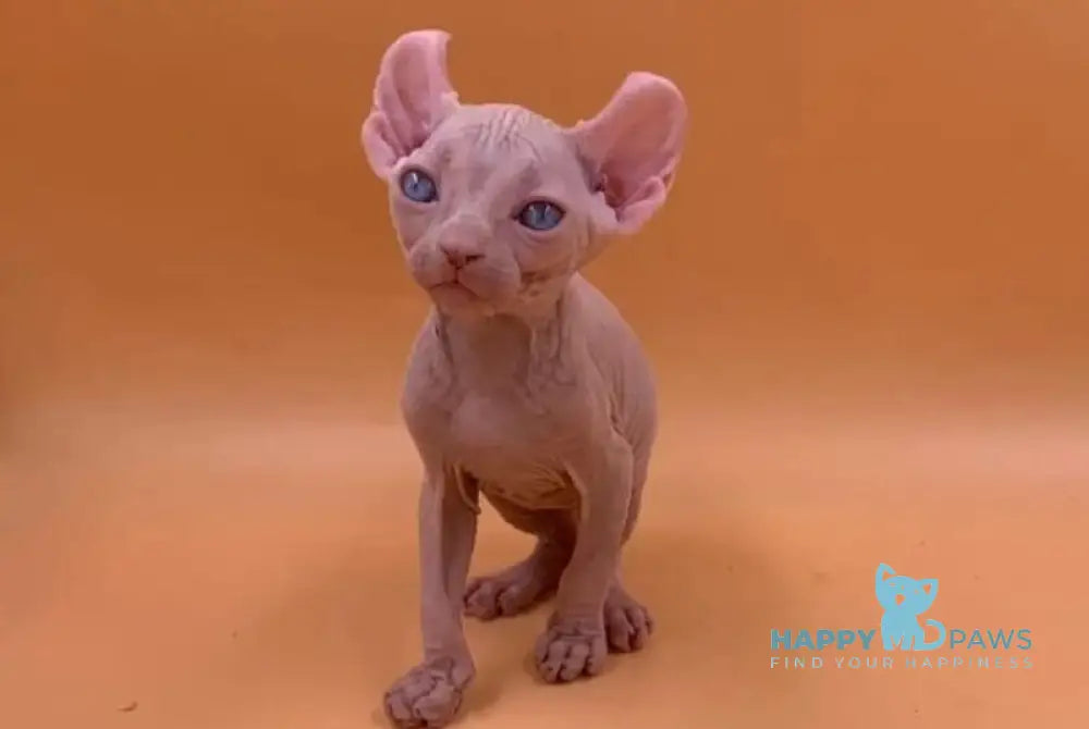 Sabrina Elf female white live animals