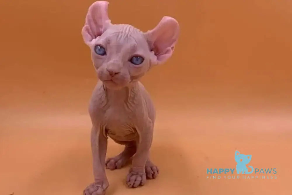 Sabrina Elf female white live animals