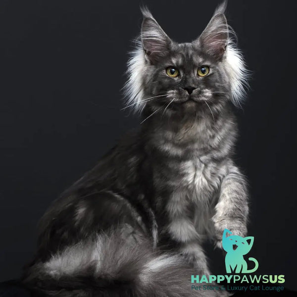 Sabrina Maine Coon female black silver - live animals