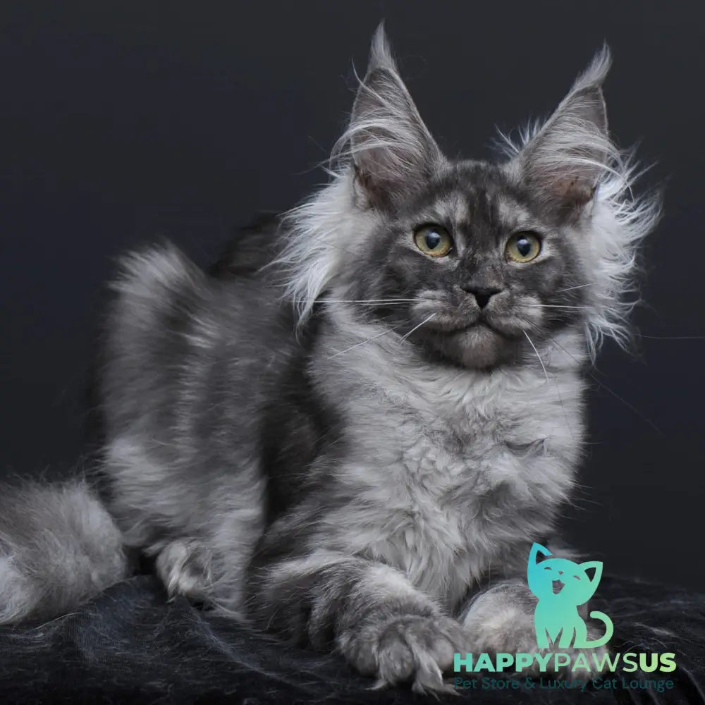 Sabrina Maine Coon female black silver - live animals