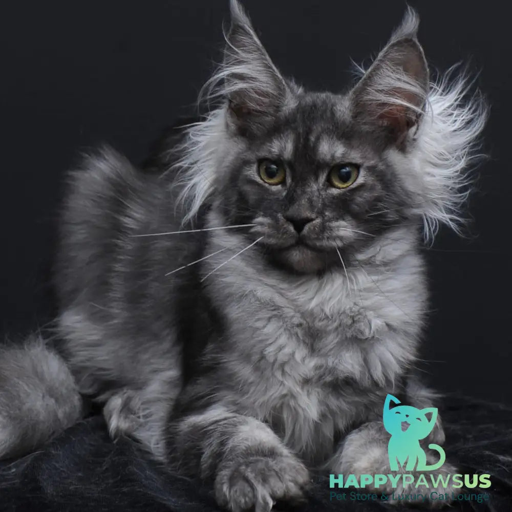 Sabrina Maine Coon female black silver - live animals