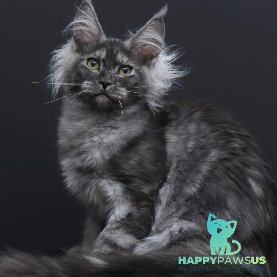 Sabrina Maine Coon female black silver - live animals