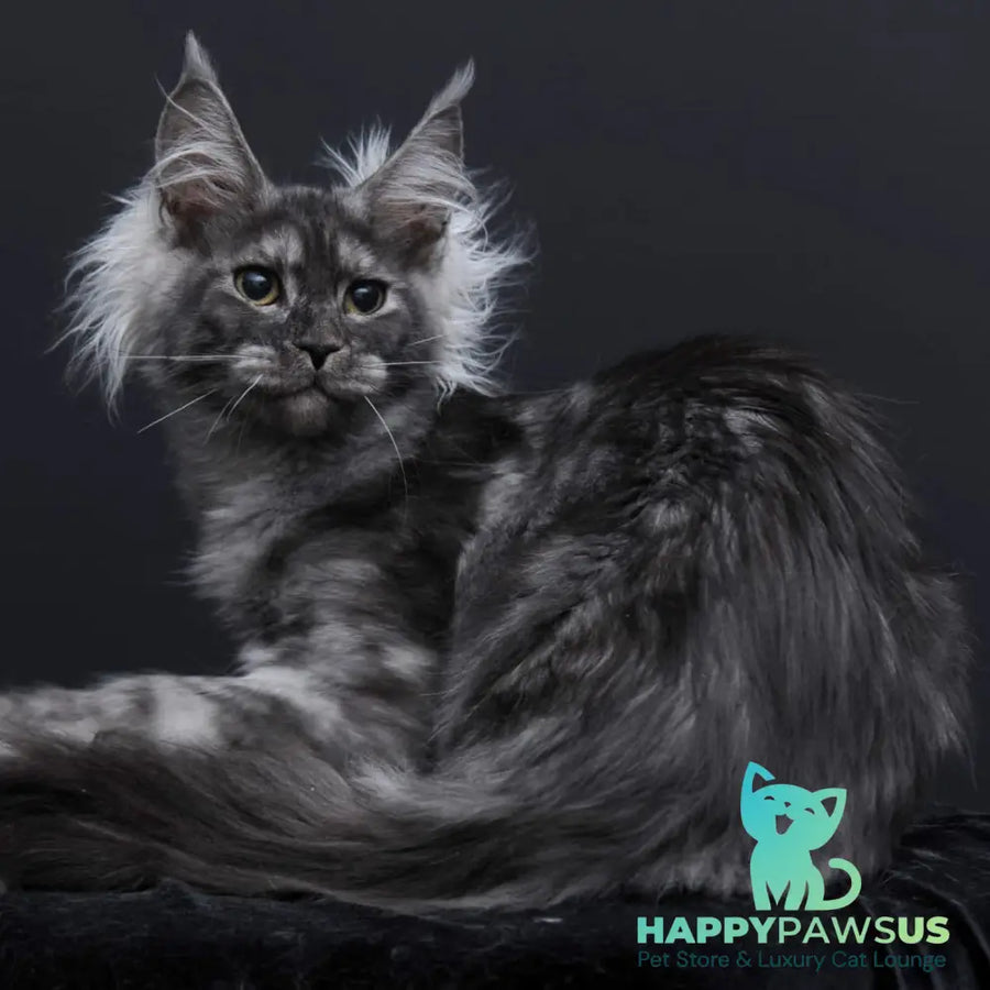 Sabrina Maine Coon female black silver - live animals