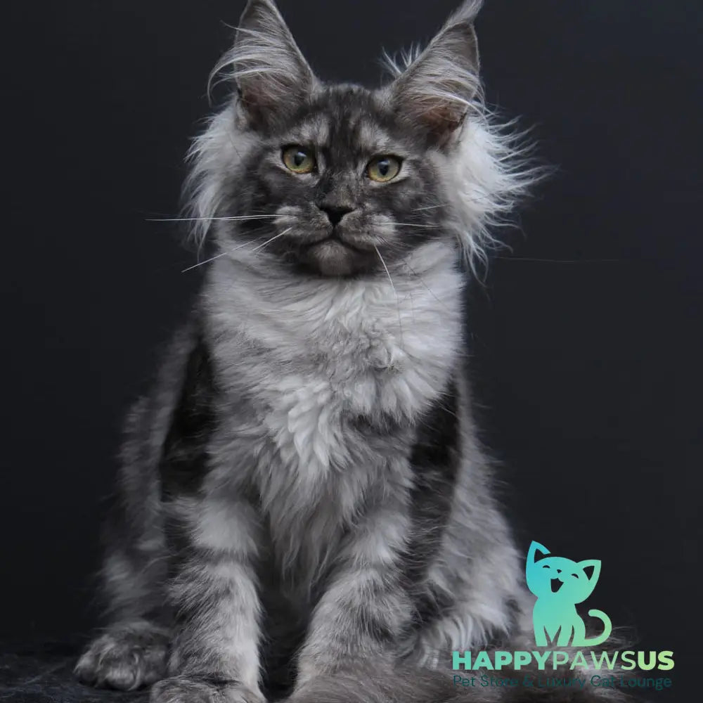 Sabrina Maine Coon female black silver - live animals
