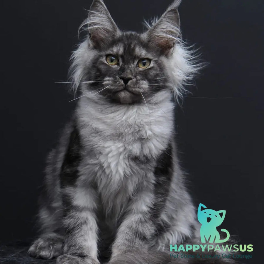Sabrina Maine Coon female black silver - live animals