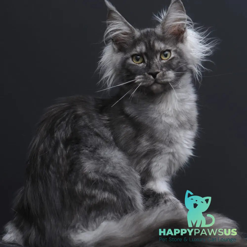 Sabrina Maine Coon female black silver - live animals