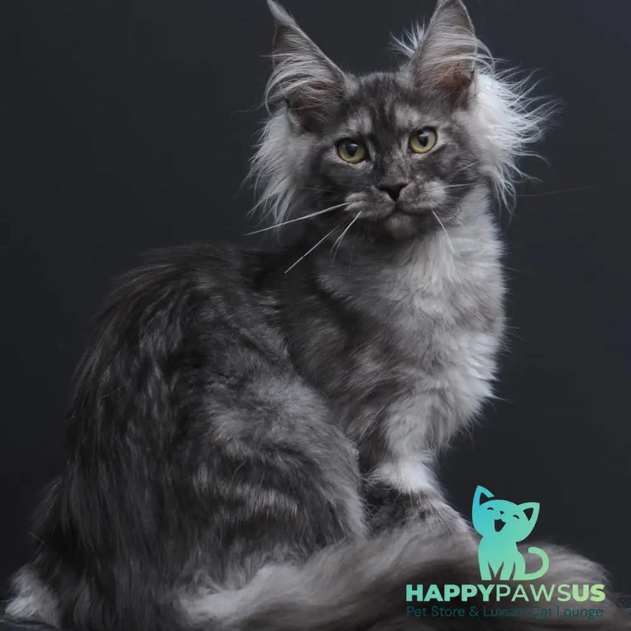 Sabrina Maine Coon female black silver - live animals