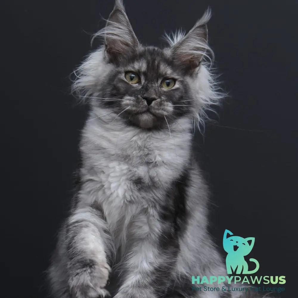 Sabrina Maine Coon female black silver - live animals