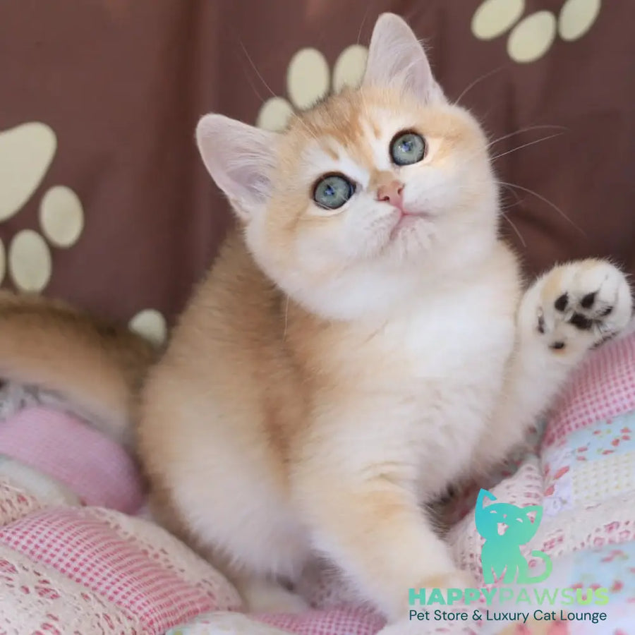 Sacura British Shorthair female black golden chinchilla - live animals