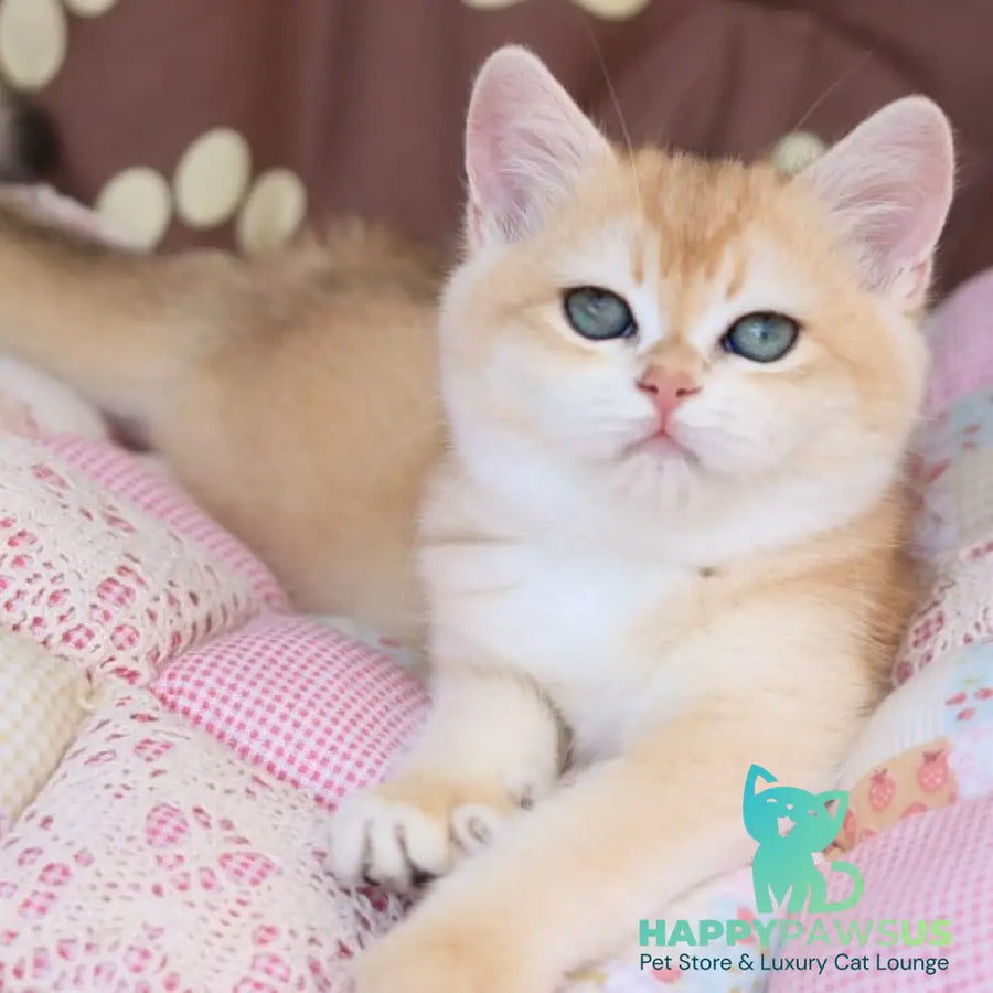 Sacura British Shorthair female black golden chinchilla - live animals