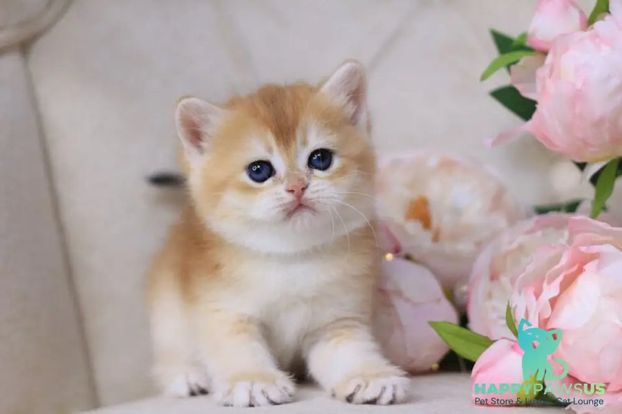 Sacura British Shorthair female black golden chinchilla - live animals