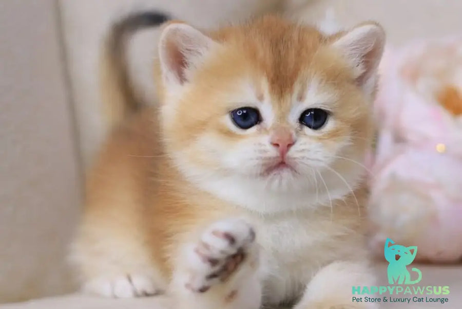 Sacura British Shorthair female black golden chinchilla - live animals