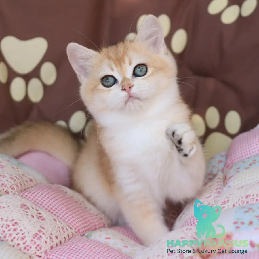 Sacura British Shorthair female black golden chinchilla - live animals