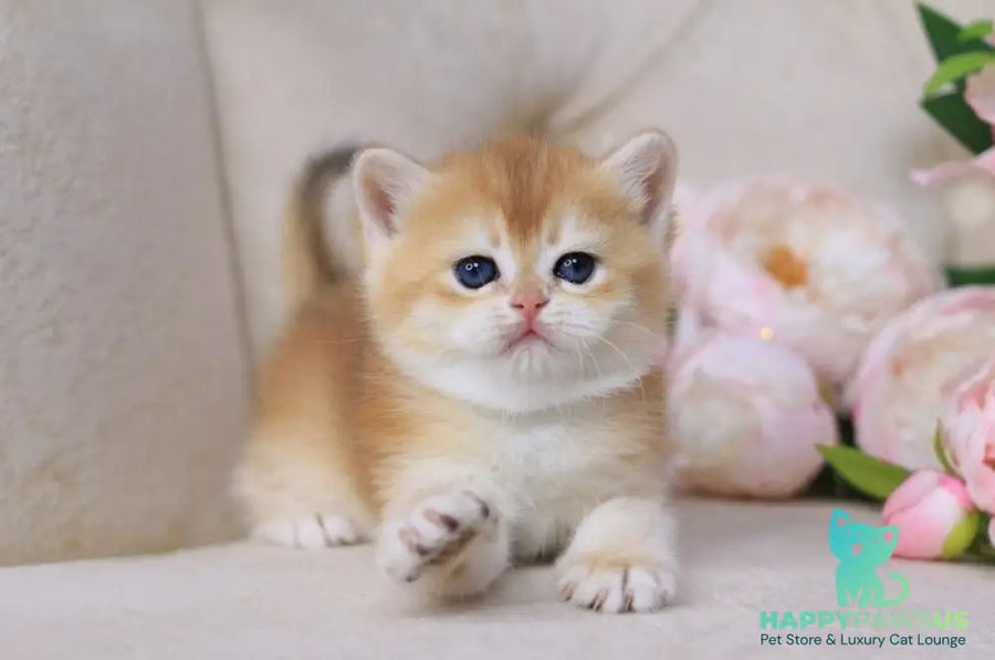 Sacura British Shorthair female black golden chinchilla - live animals