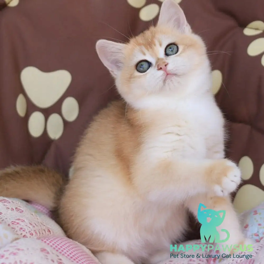 Sacura British Shorthair female black golden chinchilla - live animals