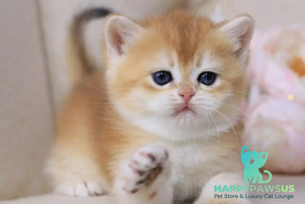 Sacura British Shorthair female black golden chinchilla - live animals