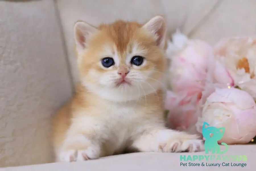 Sacura British Shorthair female black golden chinchilla - live animals