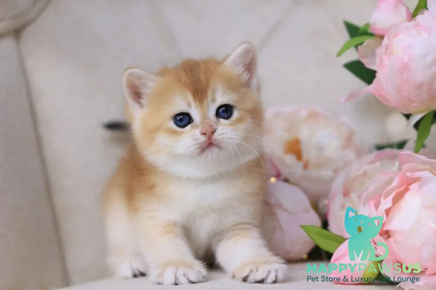 Sacura British Shorthair female black golden chinchilla - live animals