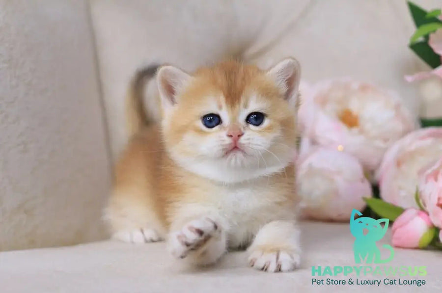 Sacura British Shorthair female black golden chinchilla - live animals