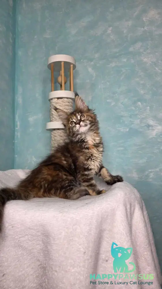 Safari Maine Coon female black tortie with white tabby live animals