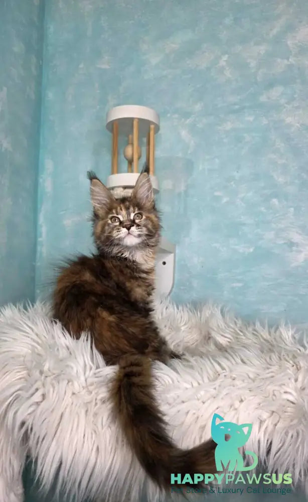 Safari Maine Coon female black tortie with white tabby live animals