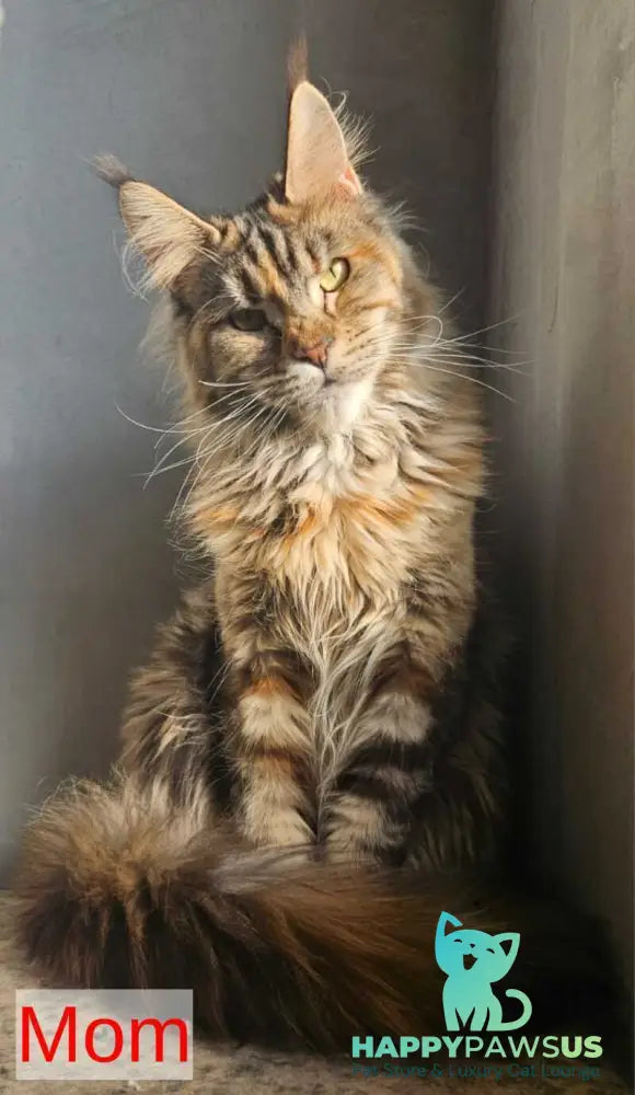 Safari Maine Coon female black tortie with white tabby live animals