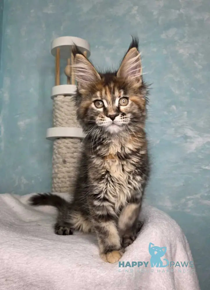 Safari Maine Coon female black tortie with white tabby live animals