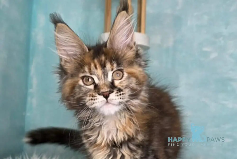 Safari Maine Coon female black tortie with white tabby live animals