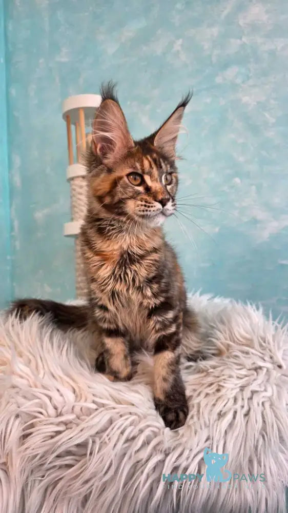 Safari Maine Coon female black tortie with white tabby live animals