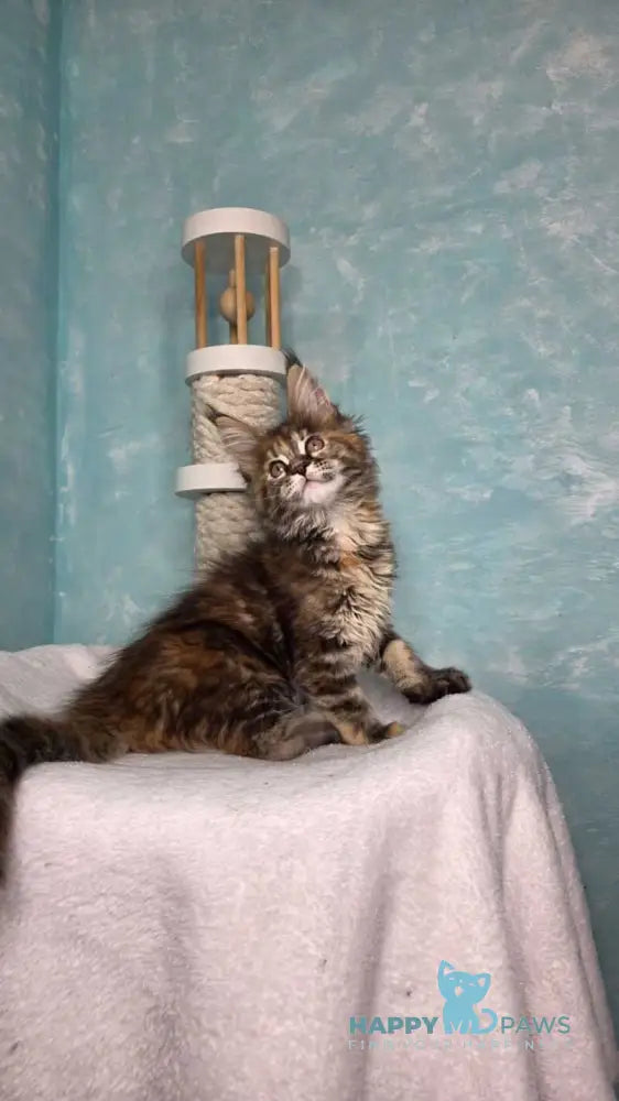 Safari Maine Coon female black tortie with white tabby live animals
