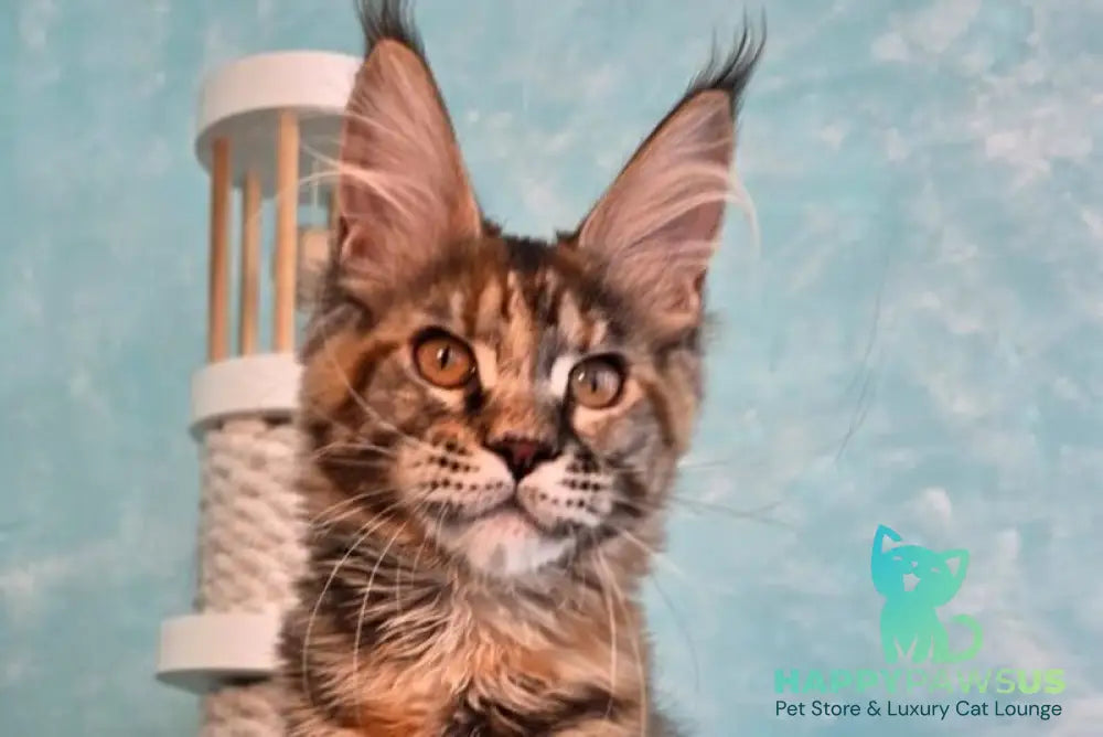 Safari Maine Coon female black tortie with white tabby live animals