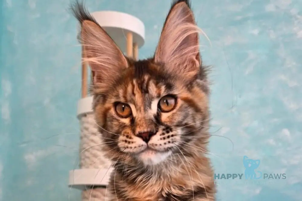 Safari Maine Coon female black tortie with white tabby live animals