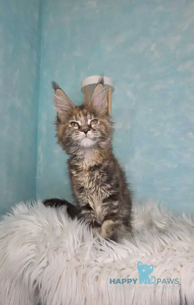 Safari Maine Coon female black tortie with white tabby live animals