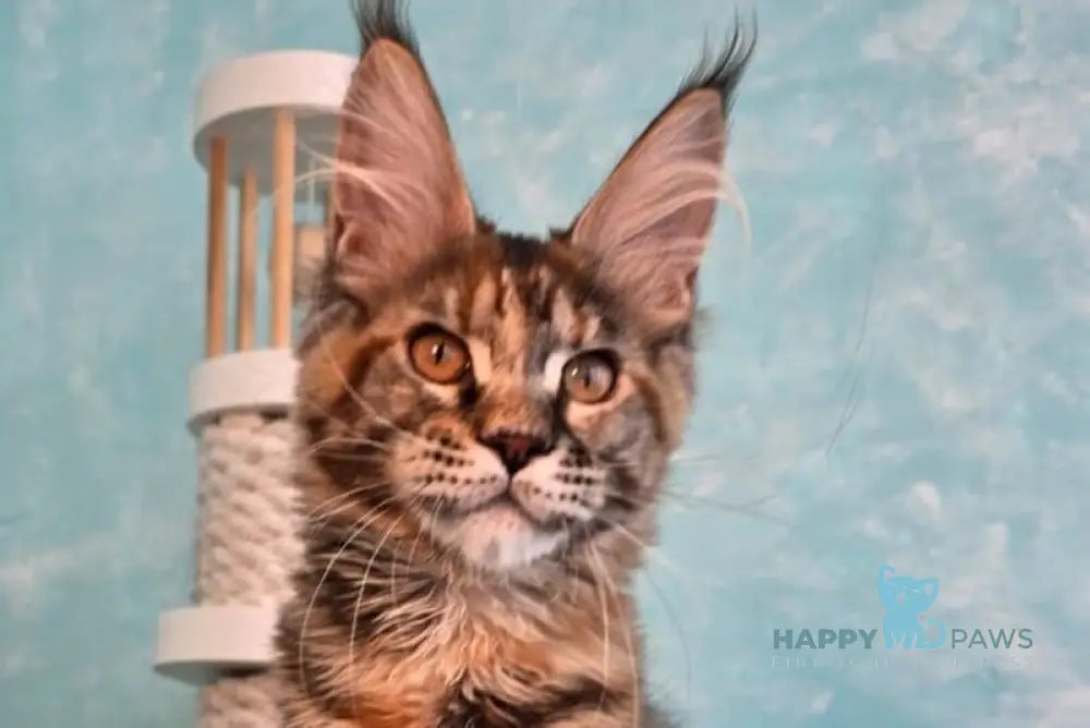 Safari Maine Coon female black tortie with white tabby live animals