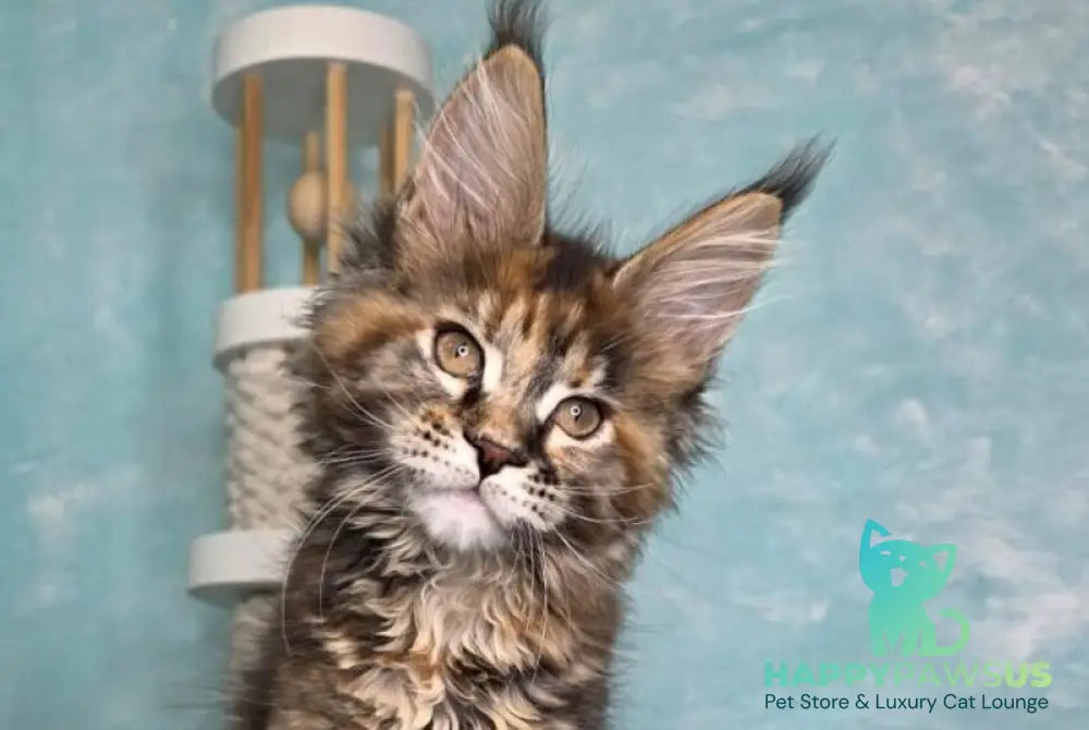 Safari Maine Coon female black tortie with white tabby live animals